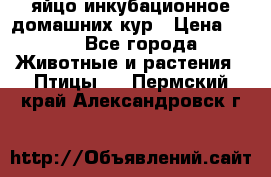 яйцо инкубационное домашних кур › Цена ­ 25 - Все города Животные и растения » Птицы   . Пермский край,Александровск г.